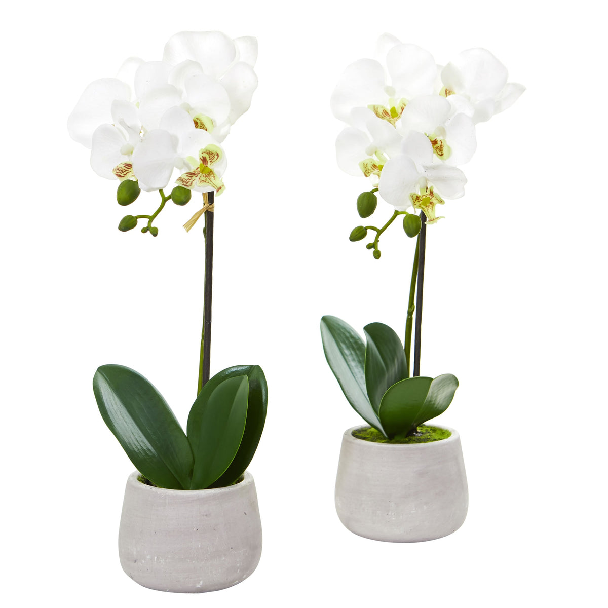 15" Phalaenopsis Orchid Artificial Arrangement (Set of 2) by Nearly Natural