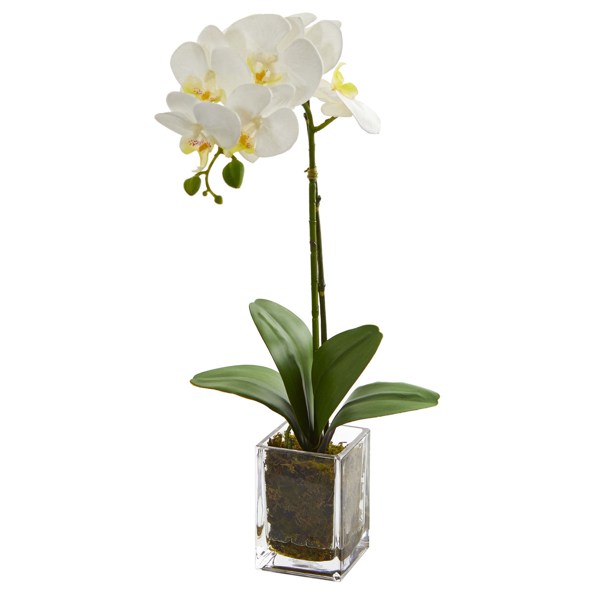 24" Orchid Phalaenopsis Artificial Arrangement in Vase by Nearly Natural in Cream