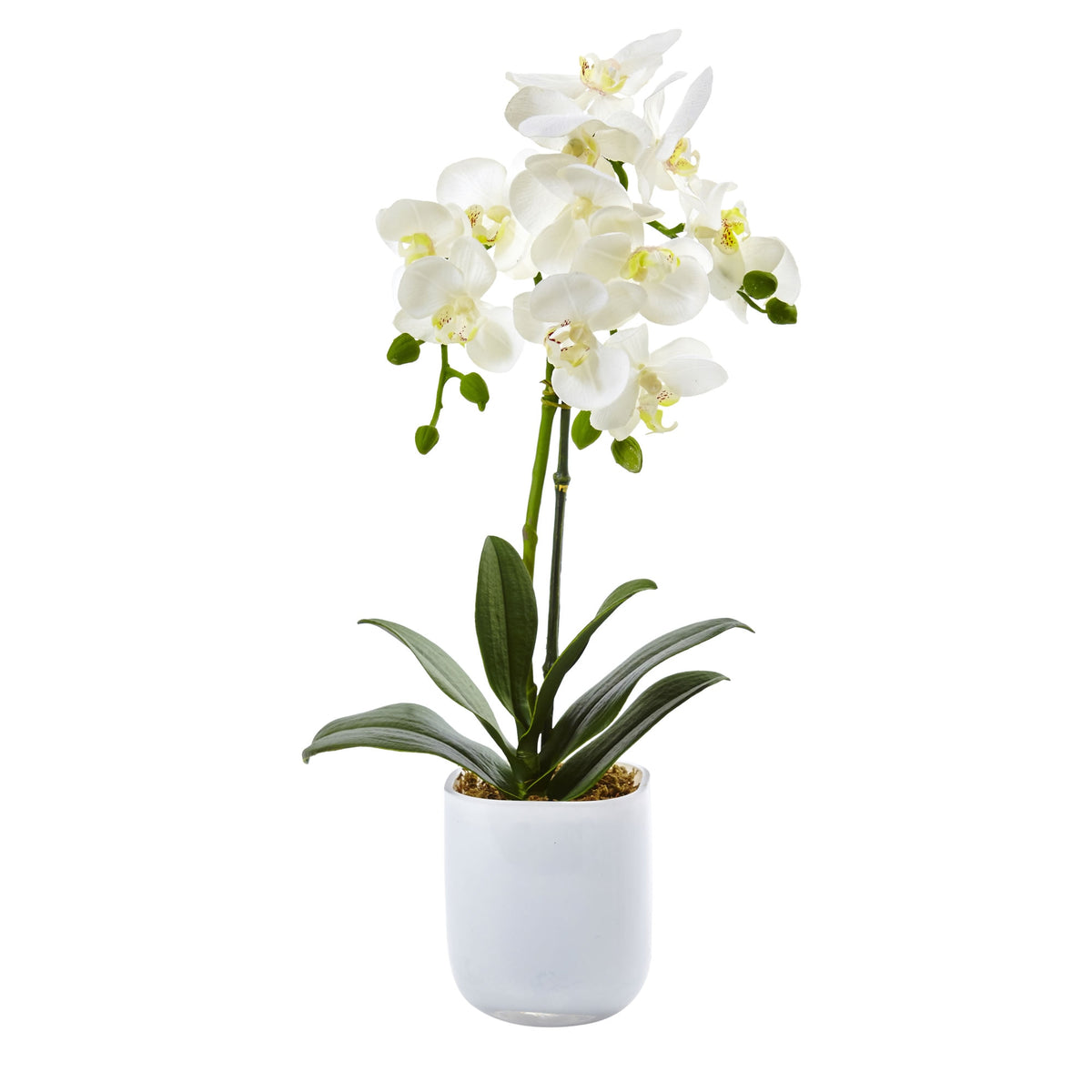20'' Phalaenopsis Orchid in Frosted Glass by Nearly Natural