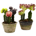 Colorful Cactus Gardens (Set of 2) by Nearly Natural