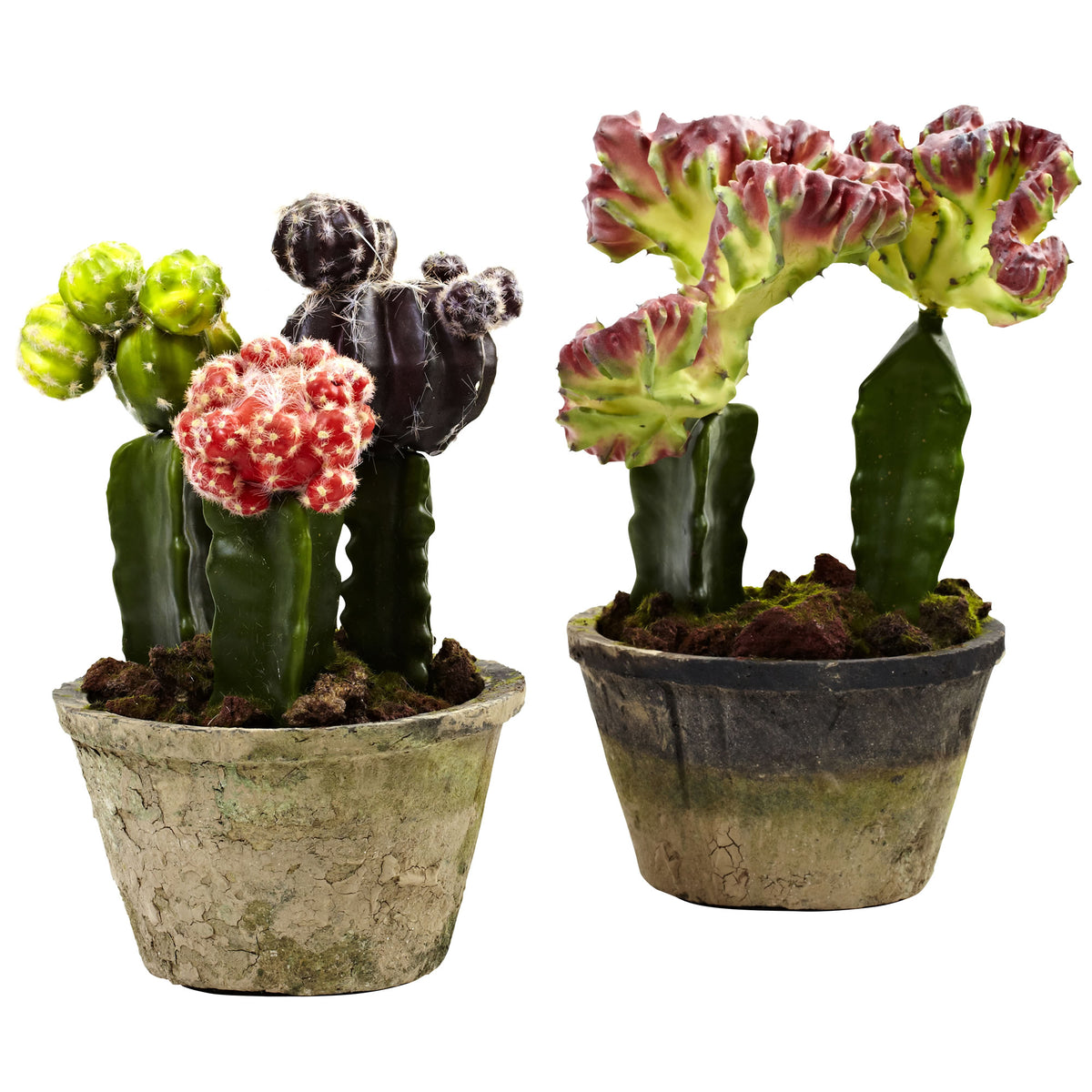 Colorful Cactus Gardens (Set of 2) by Nearly Natural