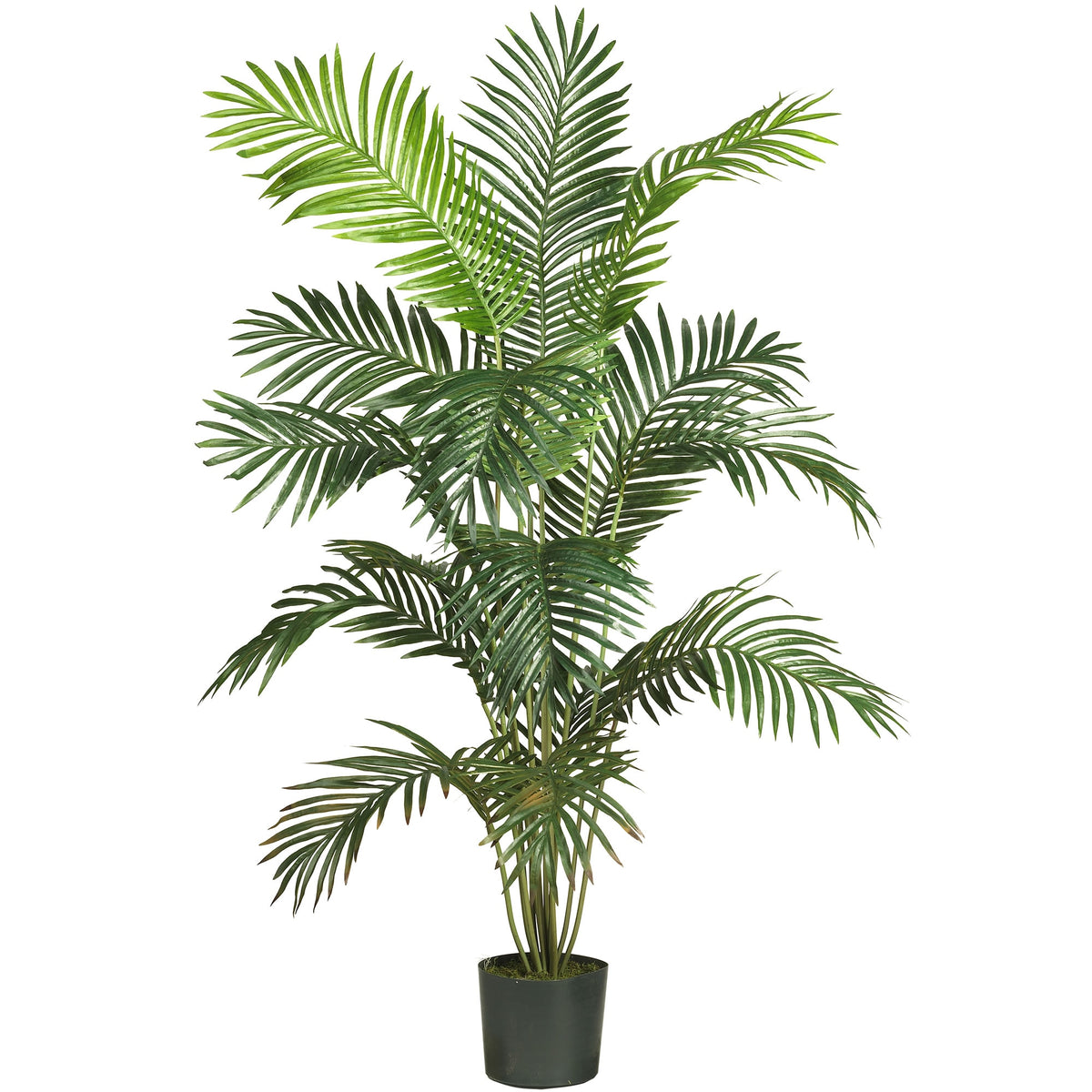 6' Paradise Palm Tree w/13 Lvs by Nearly Natural in Green