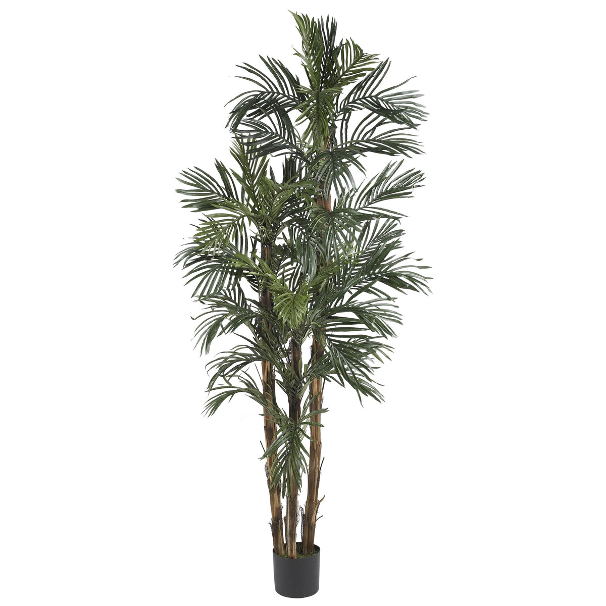 6' Robellini Palm Tree w/38 Lvs by Nearly Natural in Green