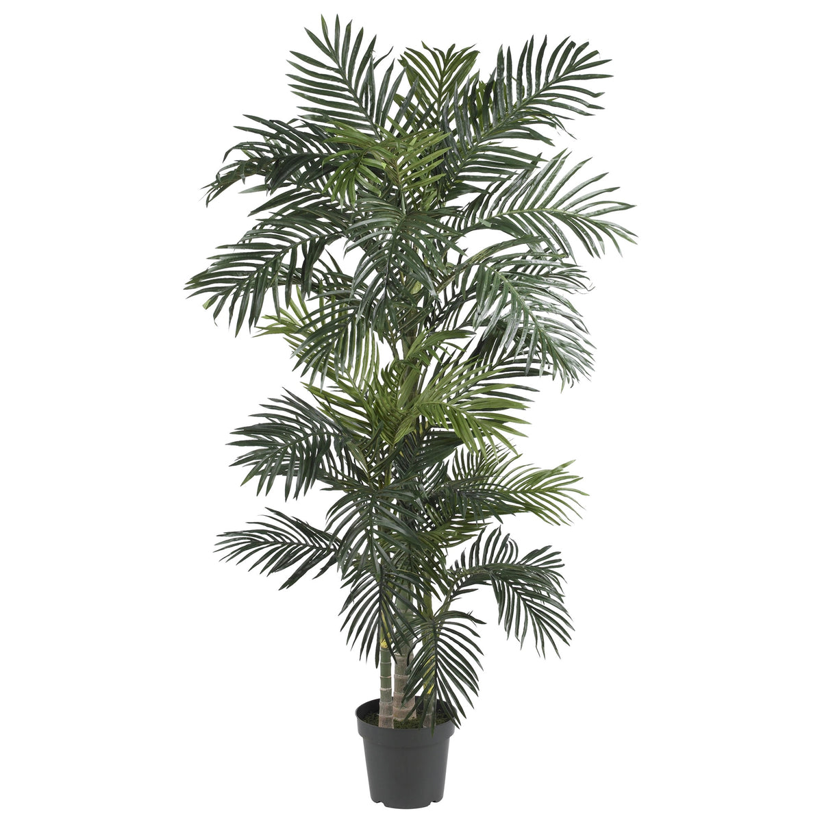 6.5' Golden Cane Palm Tree w/333 Lvs by Nearly Natural in Green