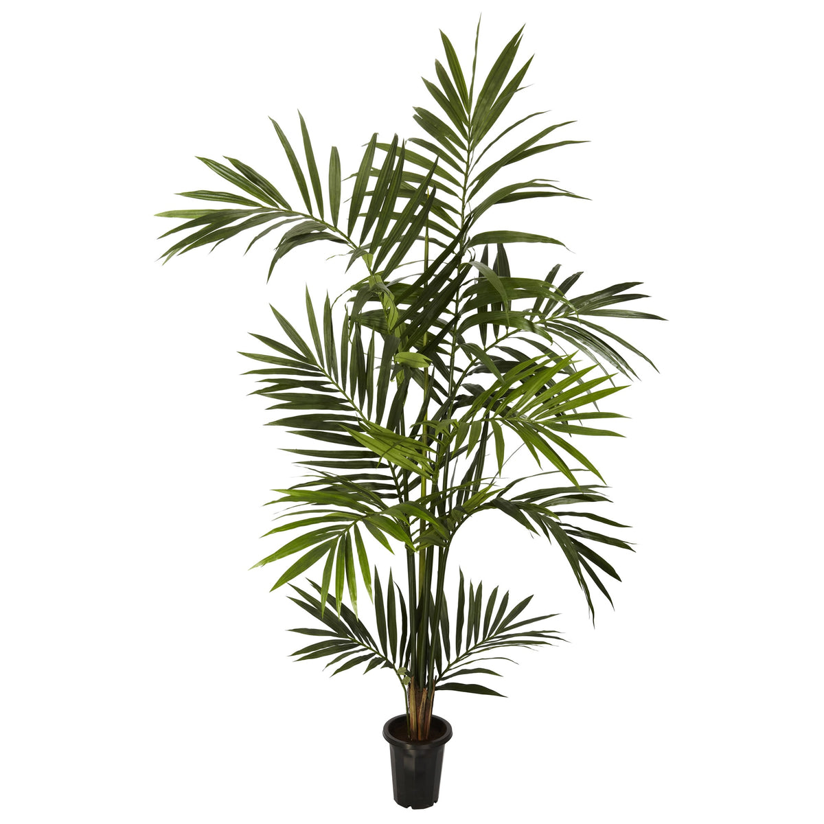 6' Kentia Palm Tree x 10/Fronds by Nearly Natural in Green