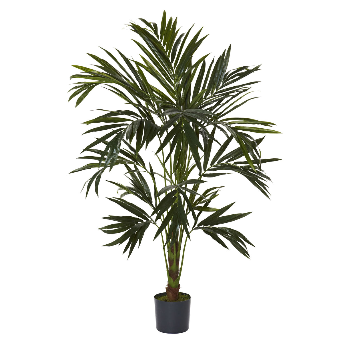 6' Kentia Tree by Nearly Natural in Green