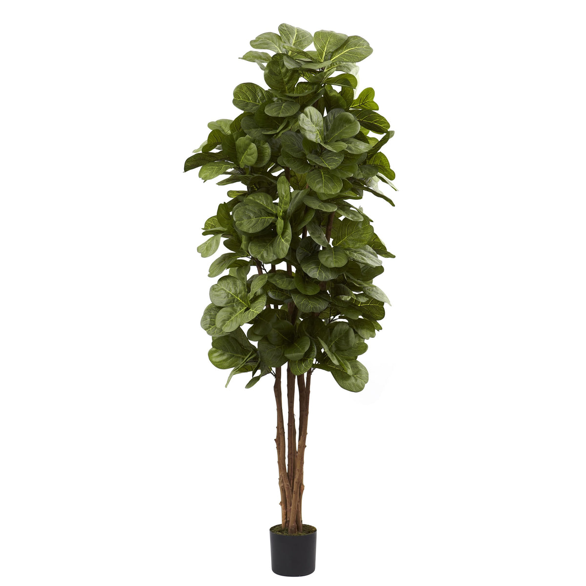 6' Fiddle Leaf Fig Tree x 6 w/270 Lvs by Nearly Natural