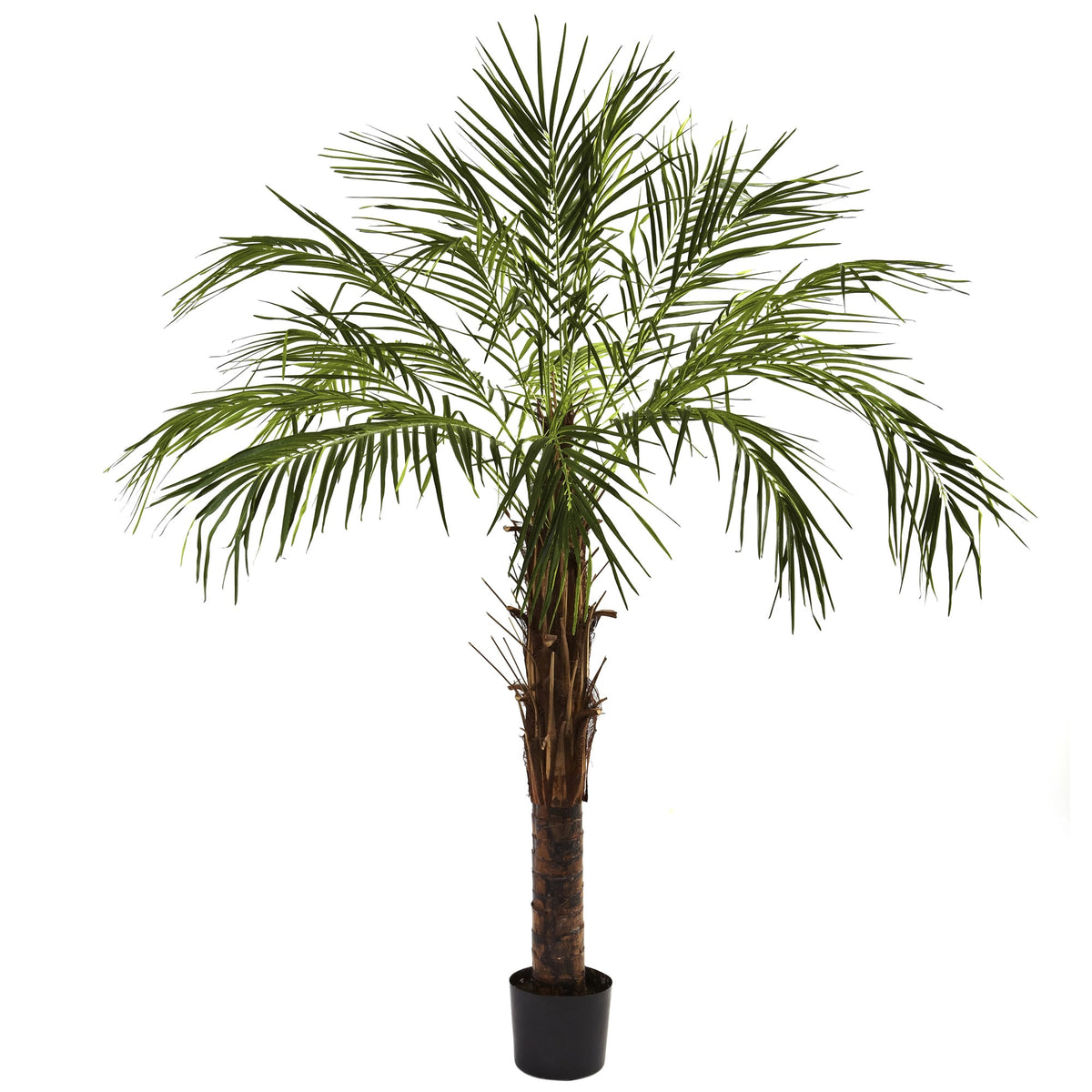 6' Robellini Palm Tree w/642 Lvs by Nearly Natural