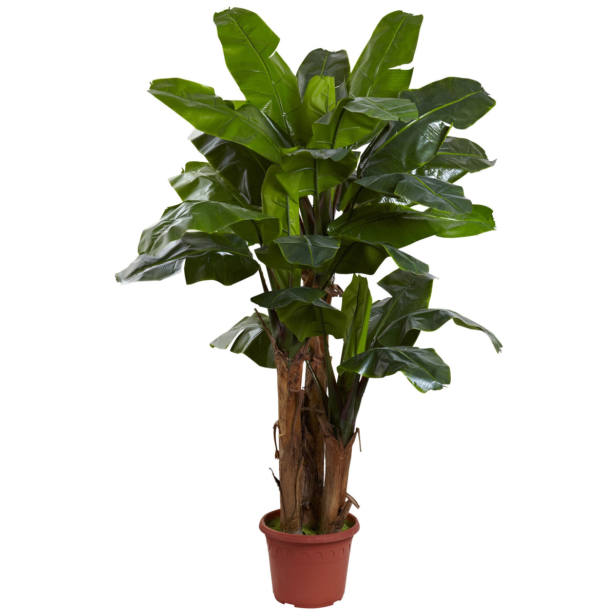 7' Banana Tree w/15" Pot w/UV by Nearly Natural