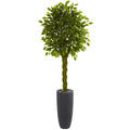 6.5' Braided Ficus Tree in Planter UV Res(Indoor/Outdoor) by Nearly Natural