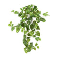 40" Pothos Hanging Bush (Set of 3) by Nearly Natural