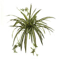 23" Spider Plant Bush (Set of 4) by Nearly Natural