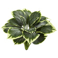 Variegated Hosta Artificial Plant (Set of 6) by Nearly Natural