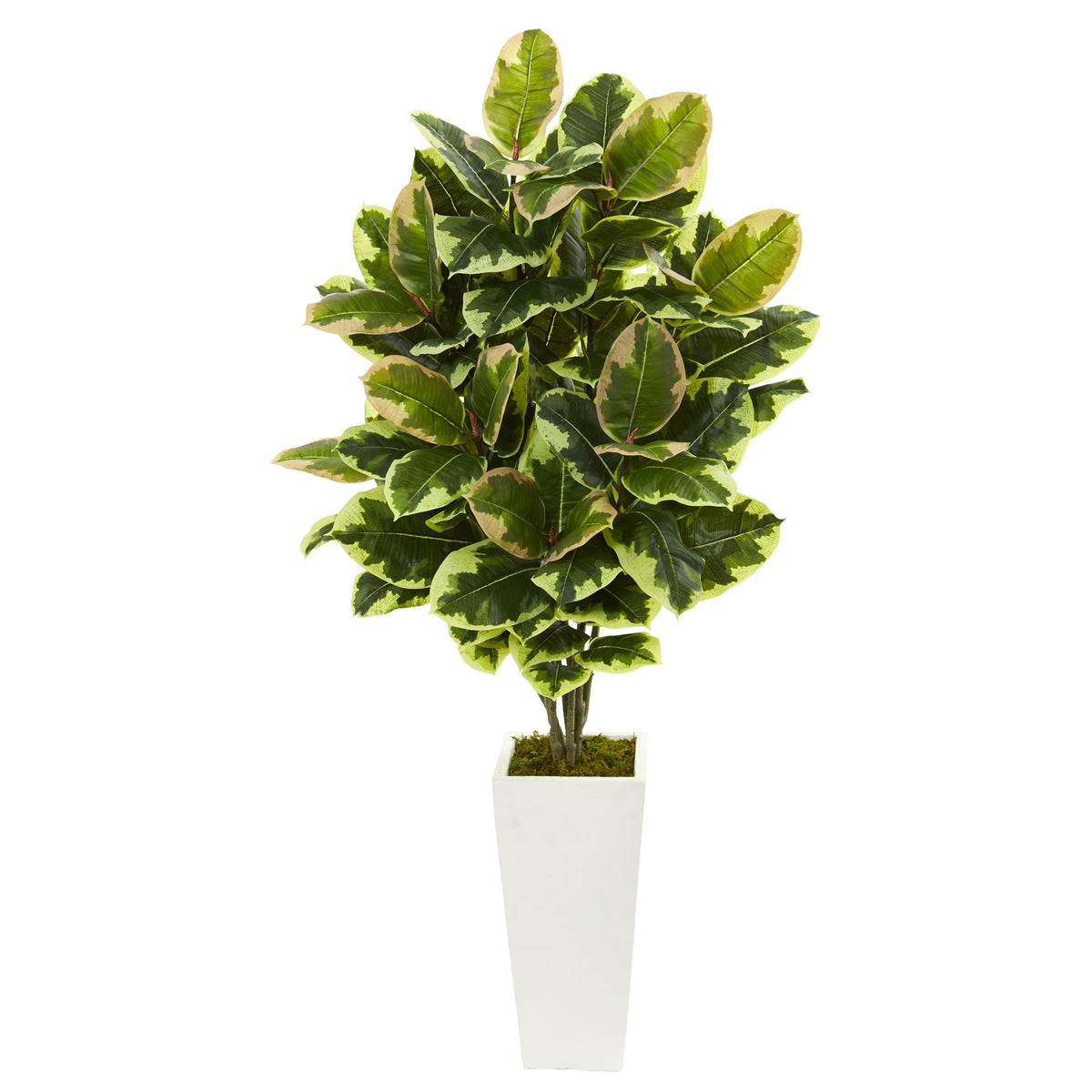 4' Variegated Rubber Leaf Plant in White Tower Vase by Nearly Natural