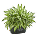 20'' Aglonema Artificial Plant in Wood Planter by Nearly Natural