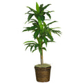 48" Dracaena w/Basket Silk Plant (Real Touch) by Nearly Natural in Green