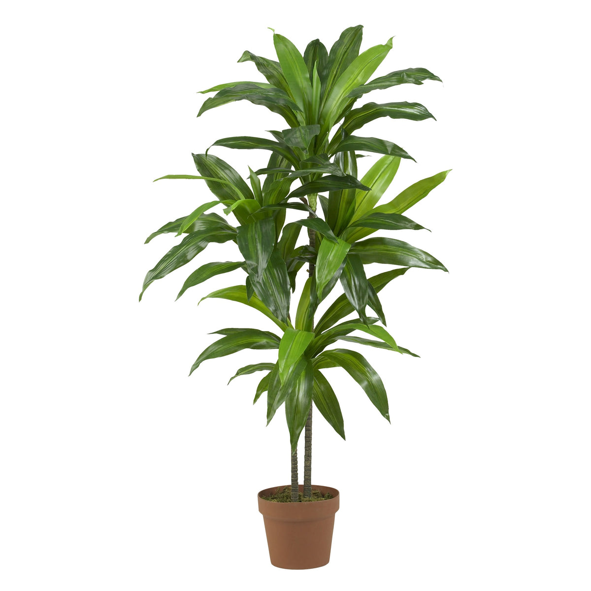 4' Dracaena (Real Touch) by Nearly Natural in Green