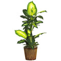42" Golden Dieffenbachia w/Basket Silk Plant by Nearly Natural in Green