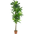 6' Dracaena Plant (Real Touch) by Nearly Natural