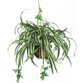 27 inch Spider Hanging Basket by Nearly Natural in Green