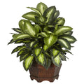 Golden Dieffenbachia w/Large Hexagon by Nearly Natural in Green
