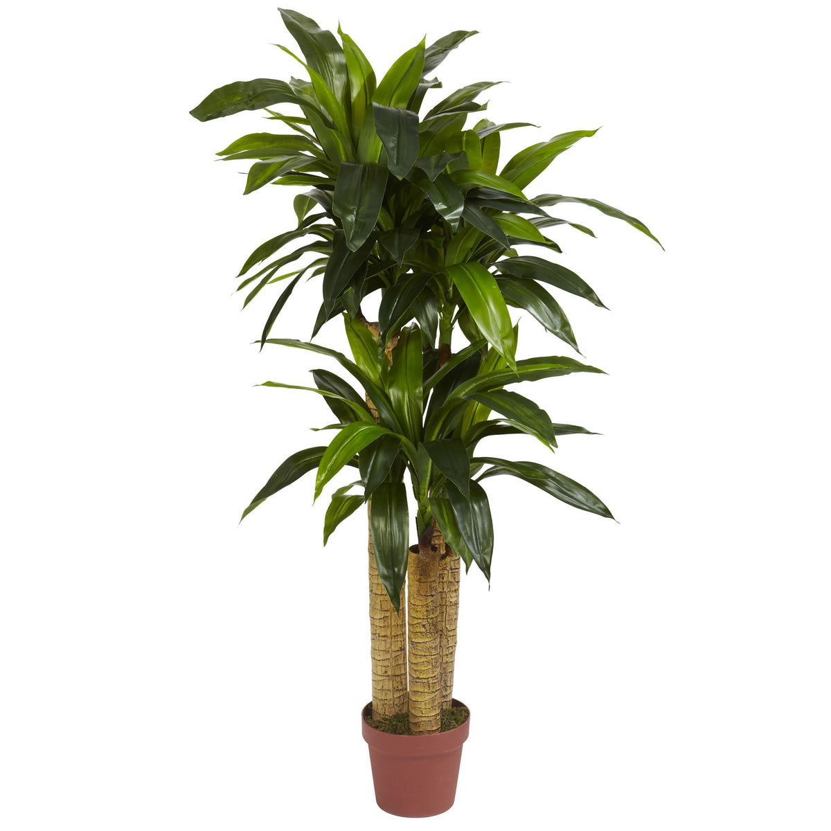 4' Corn Stalk Dracaena by Nearly Natural in Green