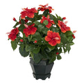 Hibiscus w/Black Hexagon Vase Silk Plant by Nearly Natural in Red