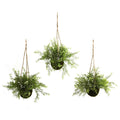 Ruscus Sedum & Springeri Hanging Basket (Set of 3) by Nearly Natural