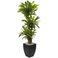 5.5' Corn Stalk Dracaena with Black Wash Planter by Nearly Natural