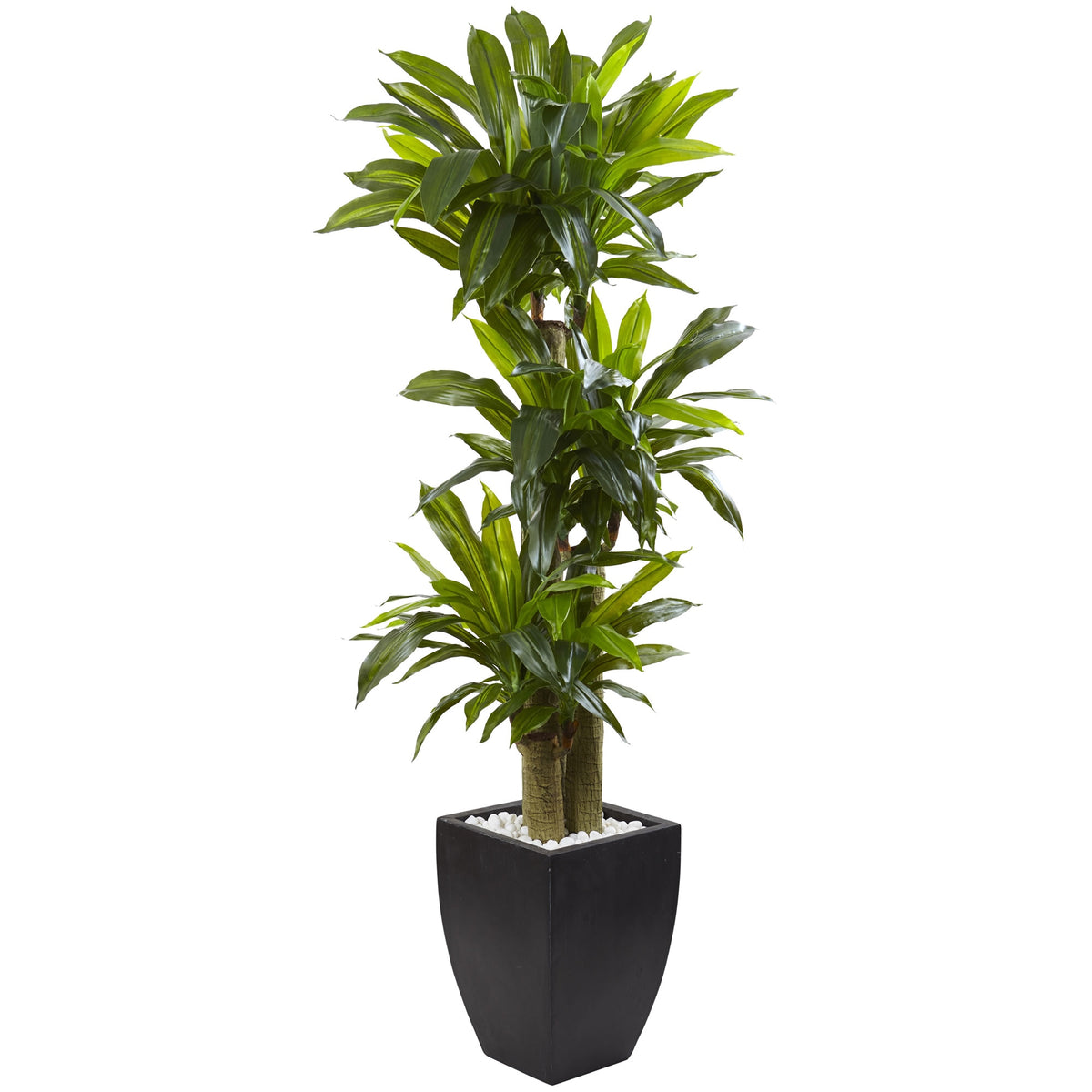 5.5' Corn Stalk Dracaena with Black Wash Planter by Nearly Natural
