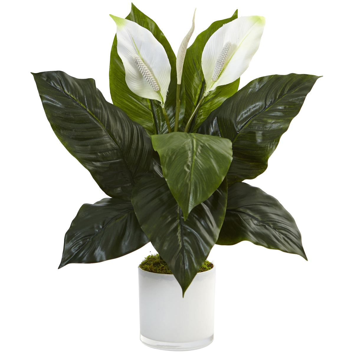 26" Spathifyllum in Glossy Glass Planter by Nearly Natural