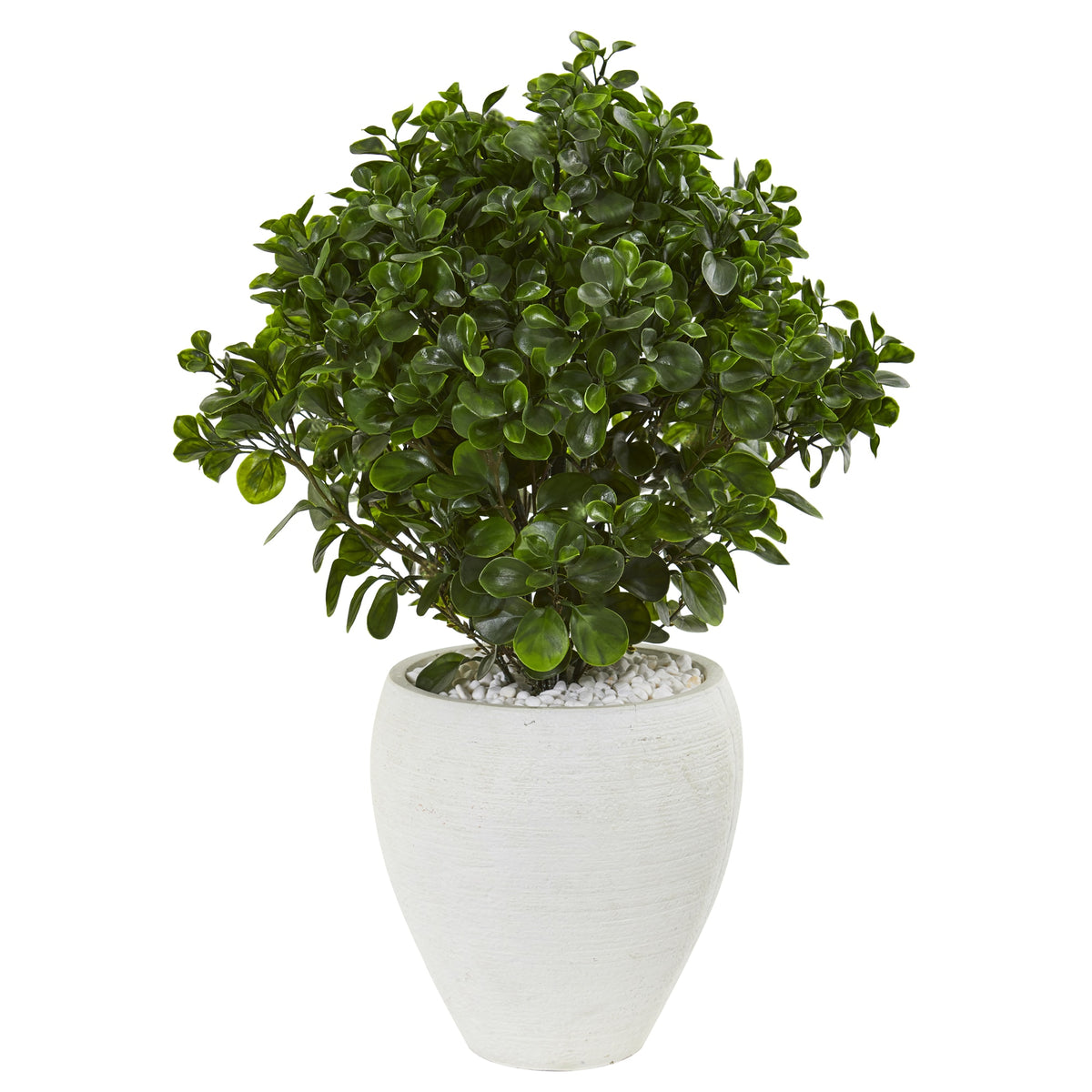 32" Peperomia Plant in White Planter UV Resist (Indr/Outdr) by Nearly Natural