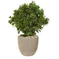 30" Peperomia Plant in Planter UV Resistant (Indoor/Outdoor) by Nearly Natural