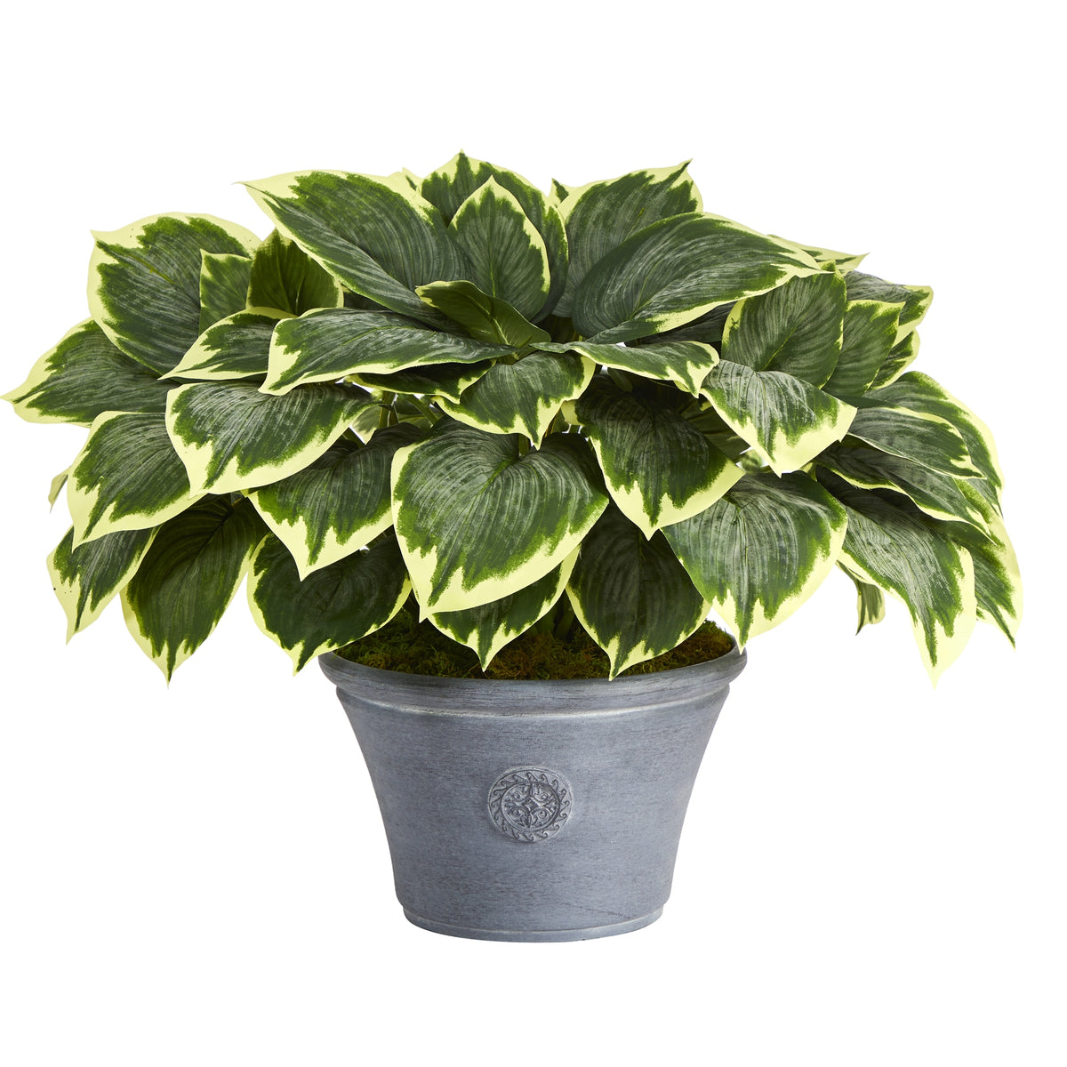 23" Variegated Hosta Artificial Plant in Gray Planter by Nearly Natural