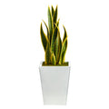 31" Sansevieria Artificial Plant in Black Metal Planter by Nearly Natural in White