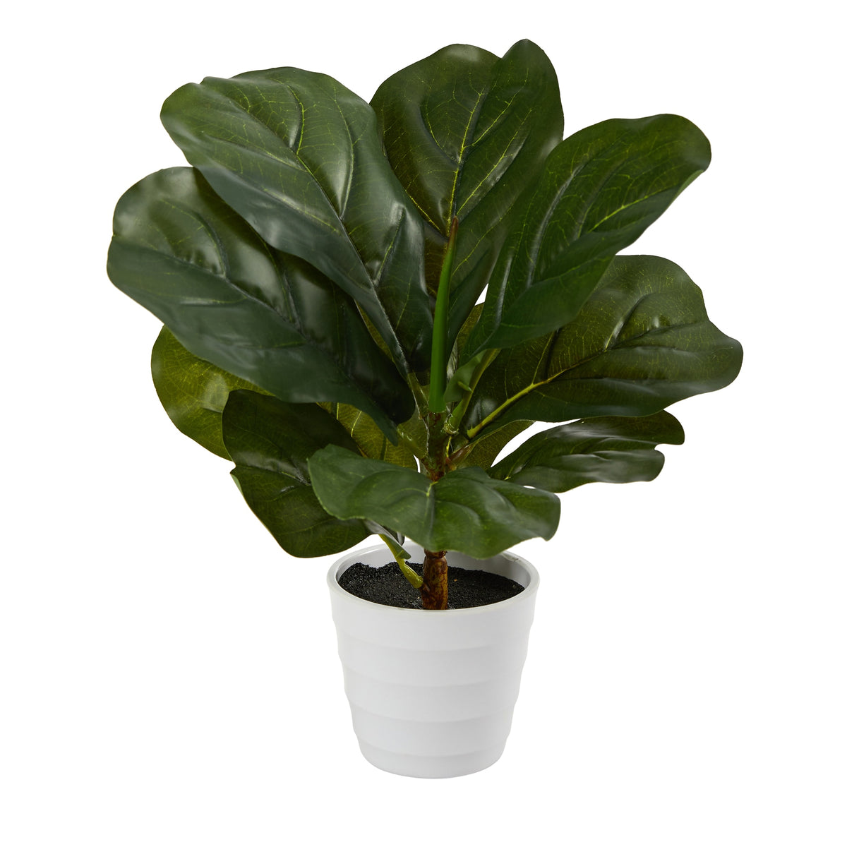 11" Fiddle Leaf Plant in White Planter (Real Touch) by Nearly Natural