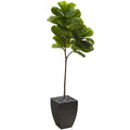 5.5' Fiddle Leaf Tree in Black Planter (Real Touch) by Nearly Natural