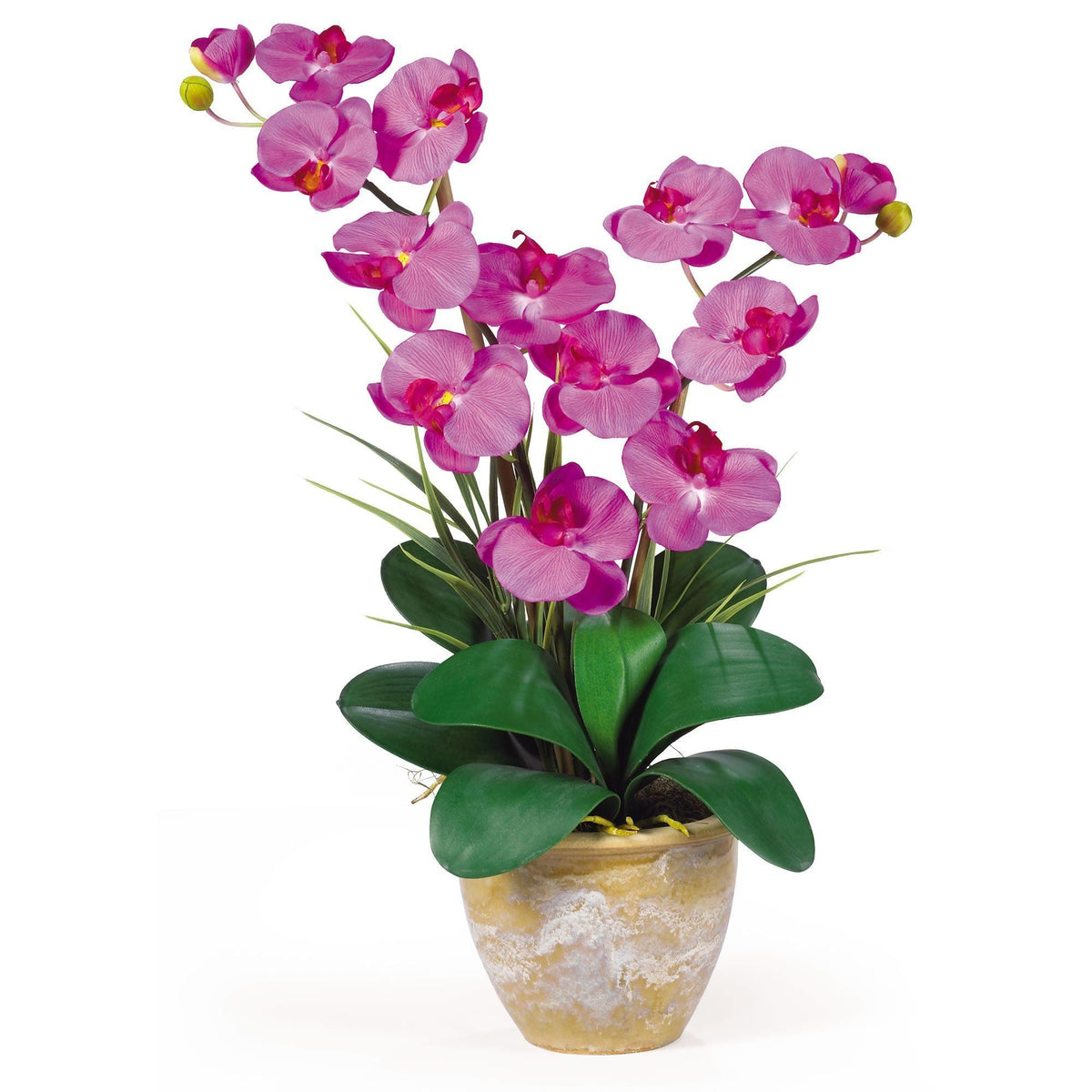Double Stem Phalaenopsis Orchid by Nearly Natural in Orchid