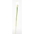 28” Calla Lilly Stem - Cream by Nearly Natural in Cream